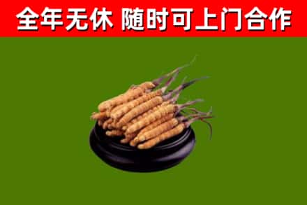 祁县回收散虫草