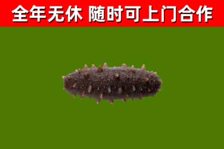 祁县回收海参干